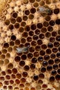 Close up view of the working bee on the honeycomb with sweet honey. Piece of yellow honeycomb from beehive with sweet honey