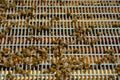 Working bees on honey cells