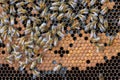 Close view of the working bees on honey cells Royalty Free Stock Photo