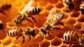 Close up view of the working bees on honey cells Royalty Free Stock Photo