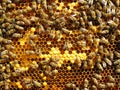 Close up view of the working bees Royalty Free Stock Photo