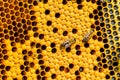 Close up view of the working bees Royalty Free Stock Photo