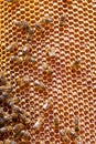 Close up view of the working bees Royalty Free Stock Photo