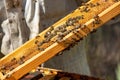 Close up view of the working bees on honey cells