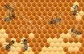 Close up view of the working bees on honey cells Royalty Free Stock Photo