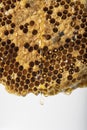 Working bees on honey cells, copyspace for text Royalty Free Stock Photo