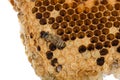 Working bees on honey cells, copyspace for text Royalty Free Stock Photo