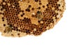 Working bees on honey cells, copyspace for text Royalty Free Stock Photo