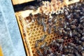 Close up view of the working bees on honey cells Royalty Free Stock Photo