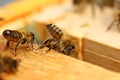 Close up view of the working bees on honey cells Royalty Free Stock Photo