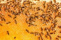 Close up view of the working bees on the honeycomb in apiary with sweet honey. Honey is beekeeping healthy produce. Bee honey coll Royalty Free Stock Photo