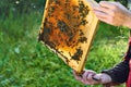 Close up view of the working bees on the honeycomb with sweet honey. Honey is beekeeping healthy produce. Royalty Free Stock Photo