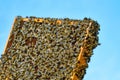 Close up view of the working bees on the honeycomb with sweet honey. Honey is beekeeping healthy produce. Royalty Free Stock Photo