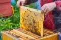 Close up view of the working bees on the honeycomb with sweet honey. Honey is beekeeping healthy produce. Royalty Free Stock Photo