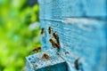 Close up view of the working bees on the honeycomb with sweet honey. Honey is beekeeping healthy produce. Bee honey Royalty Free Stock Photo