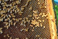 Close up view of the working bees on the honeycomb with sweet honey. Honey is beekeeping healthy produce. Royalty Free Stock Photo