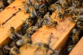 Close up view of the working bees - Soft focus Royalty Free Stock Photo