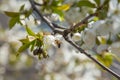 Close up view of working honeybee on white flower of sweet cherry tree. Collecting pollen and nectar to make sweet honey Royalty Free Stock Photo