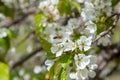 Close up view of working honeybee on white flower of sweet cherry tree. Collecting pollen and nectar to make sweet honey
