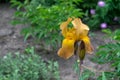 Close-up view of an Yellow, brown iris flower on background of g Royalty Free Stock Photo