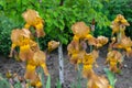 Close-up view of an Yellow, brown iris flower on background of g Royalty Free Stock Photo