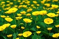Close-up view of a yellow buttercup field. Generative-AI