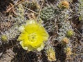 Close up view of a yellow cactus flower Royalty Free Stock Photo