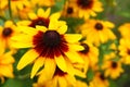 Close up view of a yellow cone flower Royalty Free Stock Photo