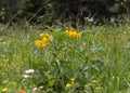 Yellow cone wildflowers in Colorado countryside Royalty Free Stock Photo