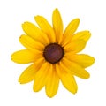 Yellow daisy flower, isolated on a white Royalty Free Stock Photo