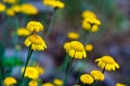 Close up view of yellow daisy flowers Royalty Free Stock Photo