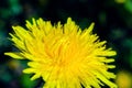 Close-up view of a yellow dandelion flower Royalty Free Stock Photo