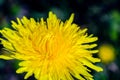 Close-up view of a yellow dandelion flower Royalty Free Stock Photo