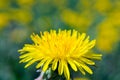 Close-up view of a yellow dandelion flower Royalty Free Stock Photo