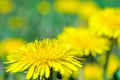 Close-up view of a yellow dandelion flower Royalty Free Stock Photo