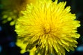 Close-up view of a yellow dandelion flower Royalty Free Stock Photo