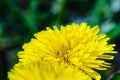 Close-up view of a yellow dandelion flower Royalty Free Stock Photo