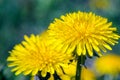 Close-up view of a yellow dandelion flower Royalty Free Stock Photo