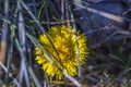 Close up view of yellow dandelion flower. Spring season concept. Royalty Free Stock Photo