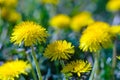 Close-up view of a yellow dandelion flowers Royalty Free Stock Photo