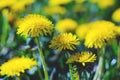 Close-up view of a yellow dandelion flowers Royalty Free Stock Photo