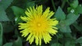 Top close up view of a yellow dandelion in its natural habitat on green background. Royalty Free Stock Photo