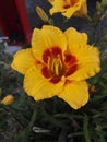 Close-up view of yellow Daylily with red heart, Hemerocallis `Forsyth Flamboyant` Royalty Free Stock Photo