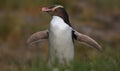 Close-up view of a Yellow-eyed penguin (Megadyptes antipodes) Royalty Free Stock Photo