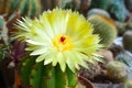Yellow flower of cactus close up
