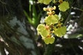 Close up view of the yellow flowers of a Kandyan dancer orchid plant