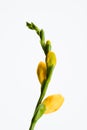 close up view of yellow fresia flower