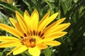 A close up view of a yellow gerber flower and bumble bee