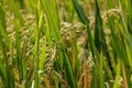 Close up ear of paddy or rice in organic field, agriculture concept Royalty Free Stock Photo