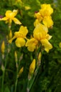 Close-up view of an yellow iris flower on background of flowers and green leaves. Royalty Free Stock Photo